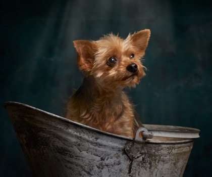 Yorkshire Terrier In A Bucket